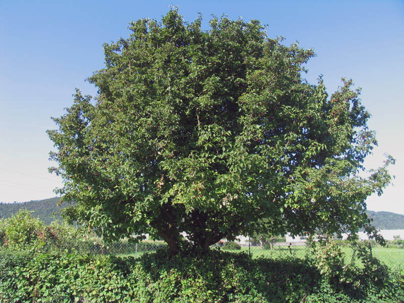 Cornus mas L. - Corniolo maschio